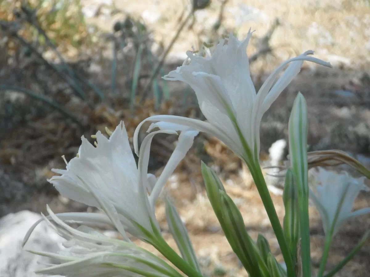 lys blanc (Riou)